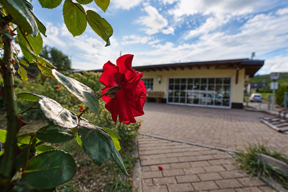 Rote Rose vor der Bauernstube